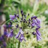 Plants Agapanthus Prairie Garden | Agapanthus Poppin' Purple 2L