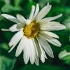 Plants Leucanthemum Cottage Garden | Leucanthemum Broadway Lights