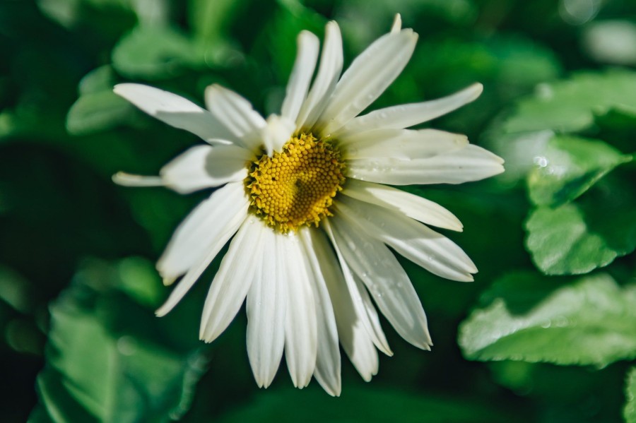 Plants Leucanthemum Cottage Garden | Leucanthemum Broadway Lights