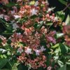 Plants Abelia Pollinator Garden | Abelia Grandiflora Raspberry Profusion