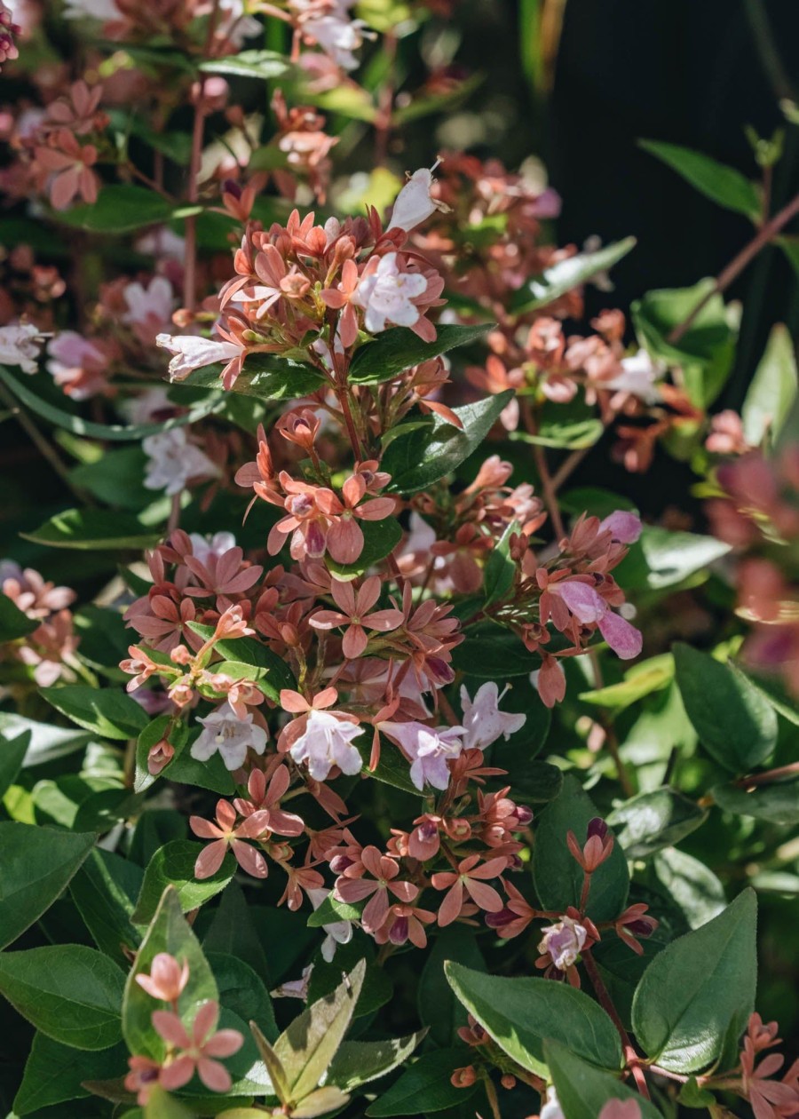 Plants Abelia Pollinator Garden | Abelia Grandiflora Raspberry Profusion