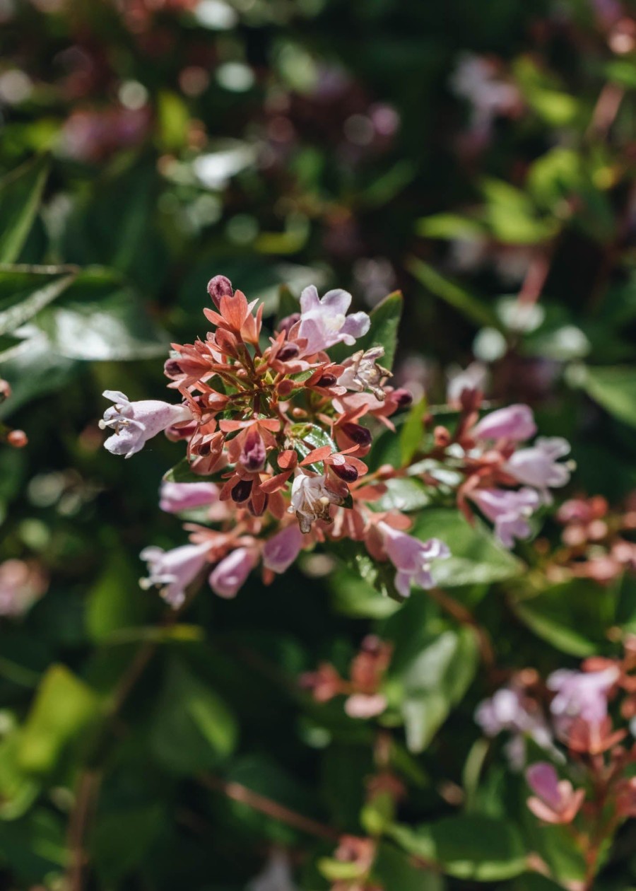 Plants Abelia Pollinator Garden | Abelia Grandiflora Raspberry Profusion