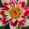 Plants Taylors Bulbs Dahlia Tubers | Dahlia 'Fashion Monger' Tubers