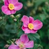 Plants Anemone Cottage Garden | Buy Anemone Fantasy Belle