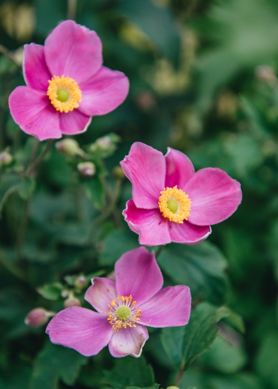 Plants Anemone Cottage Garden | Buy Anemone Fantasy Belle