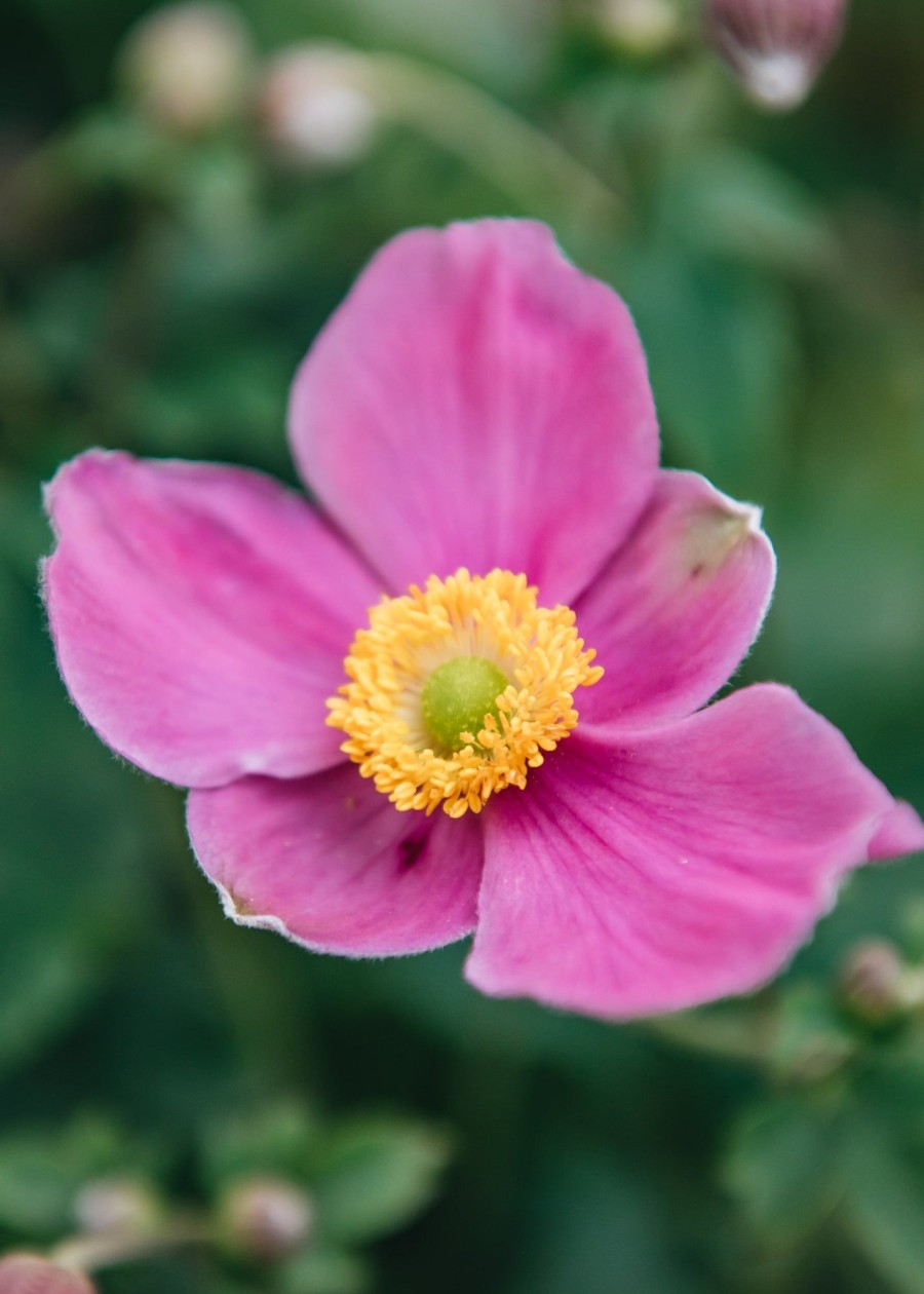 Plants Anemone Cottage Garden | Buy Anemone Fantasy Belle