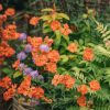 Plants Geum Pollinator Garden | Geum Totally Tangerine