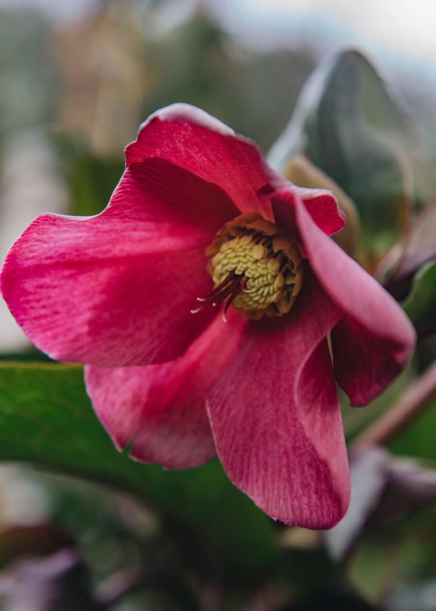 Plants Hellebore Cottage Garden | Helleborus Ice N Roses Early Red