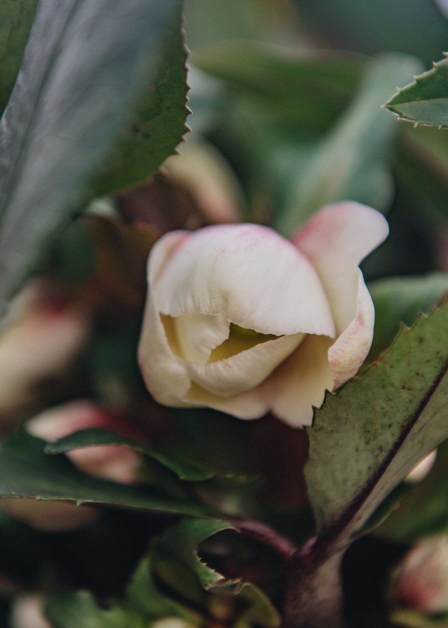 Plants Hellebore Cottage Garden | Helleborus Ice N Roses Early Red