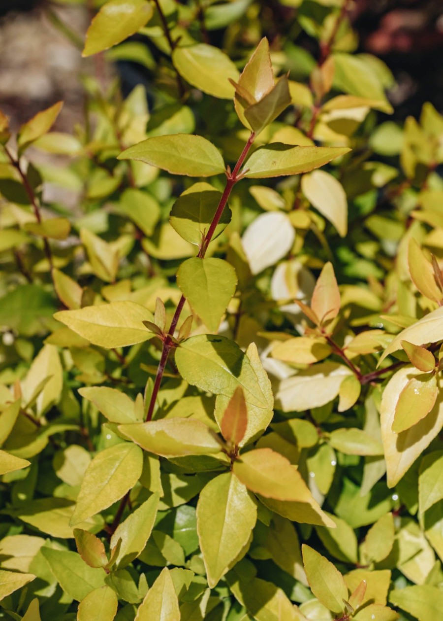 Plants Abelia Cottage Garden | Abelia Gold Jewel 3L