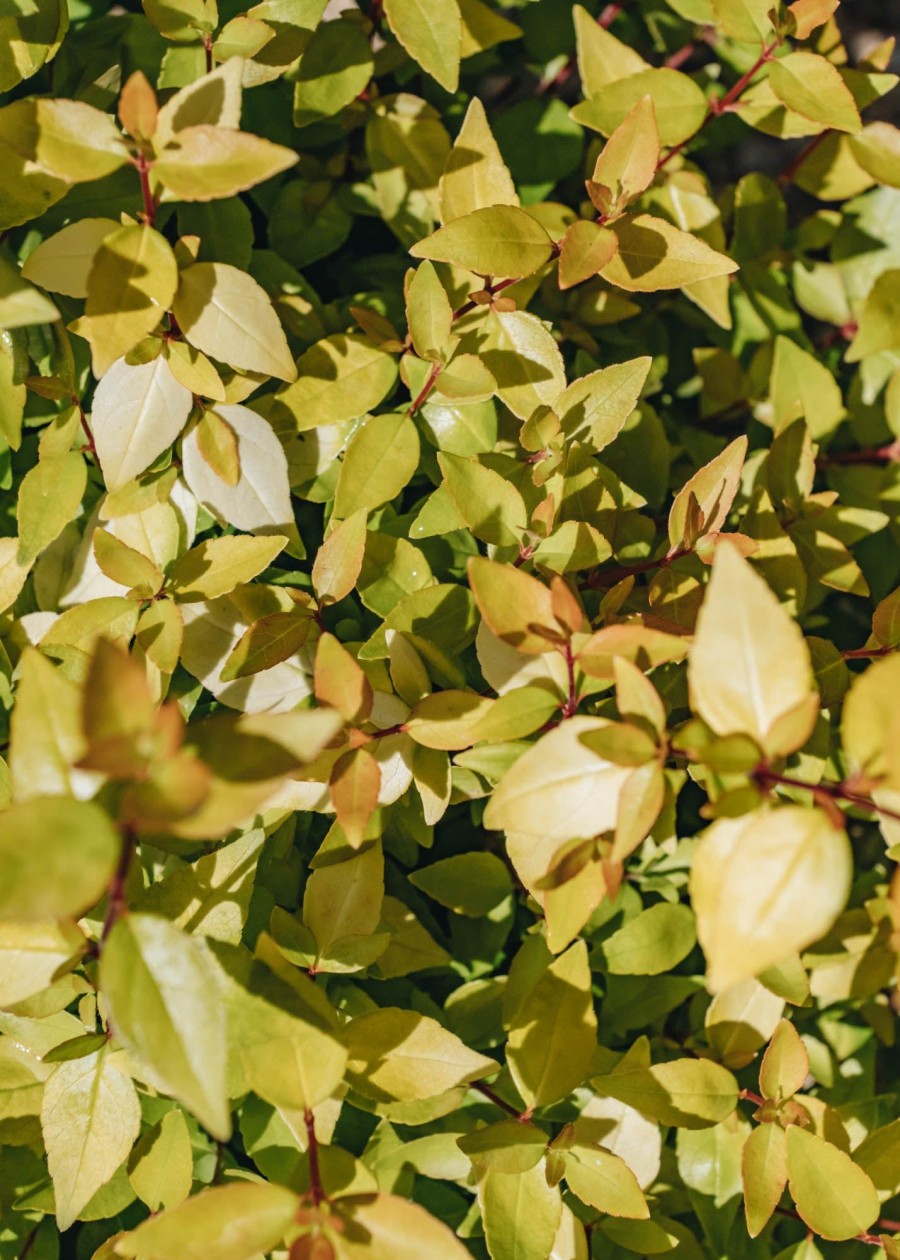 Plants Abelia Cottage Garden | Abelia Gold Jewel 3L