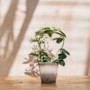 Interiors Houseplants Houseplants & Pots | Stephanotis Floribunda