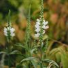 Plants Physotegia Pollinator Garden | Physostegia Virginiana Crystal Peak White