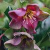 Plants Hellebore Pollinator Garden | Helleborus Ice N Roses Red