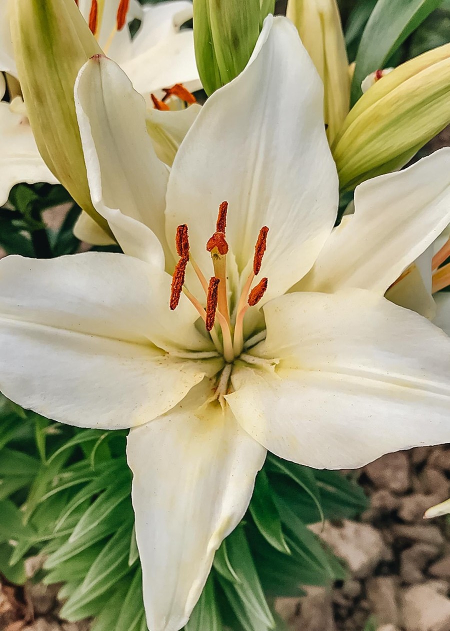 Plants Taylors Bulbs Lily Bulbs | Lilium 'Gwen', Pack Of Three Bulbs