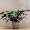 Interiors Houseplants Houseplants & Pots | Calathea Insignis