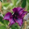 Plants Clematis Cottage Garden | Clematis Guiding Promise