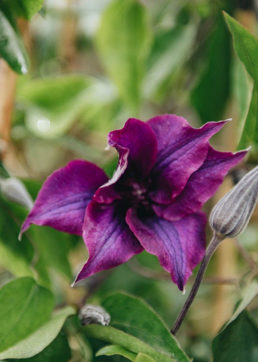 Plants Clematis Cottage Garden | Clematis Guiding Promise