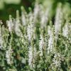 Plants Salvia Pollinator Garden | Salvia Lyrical White