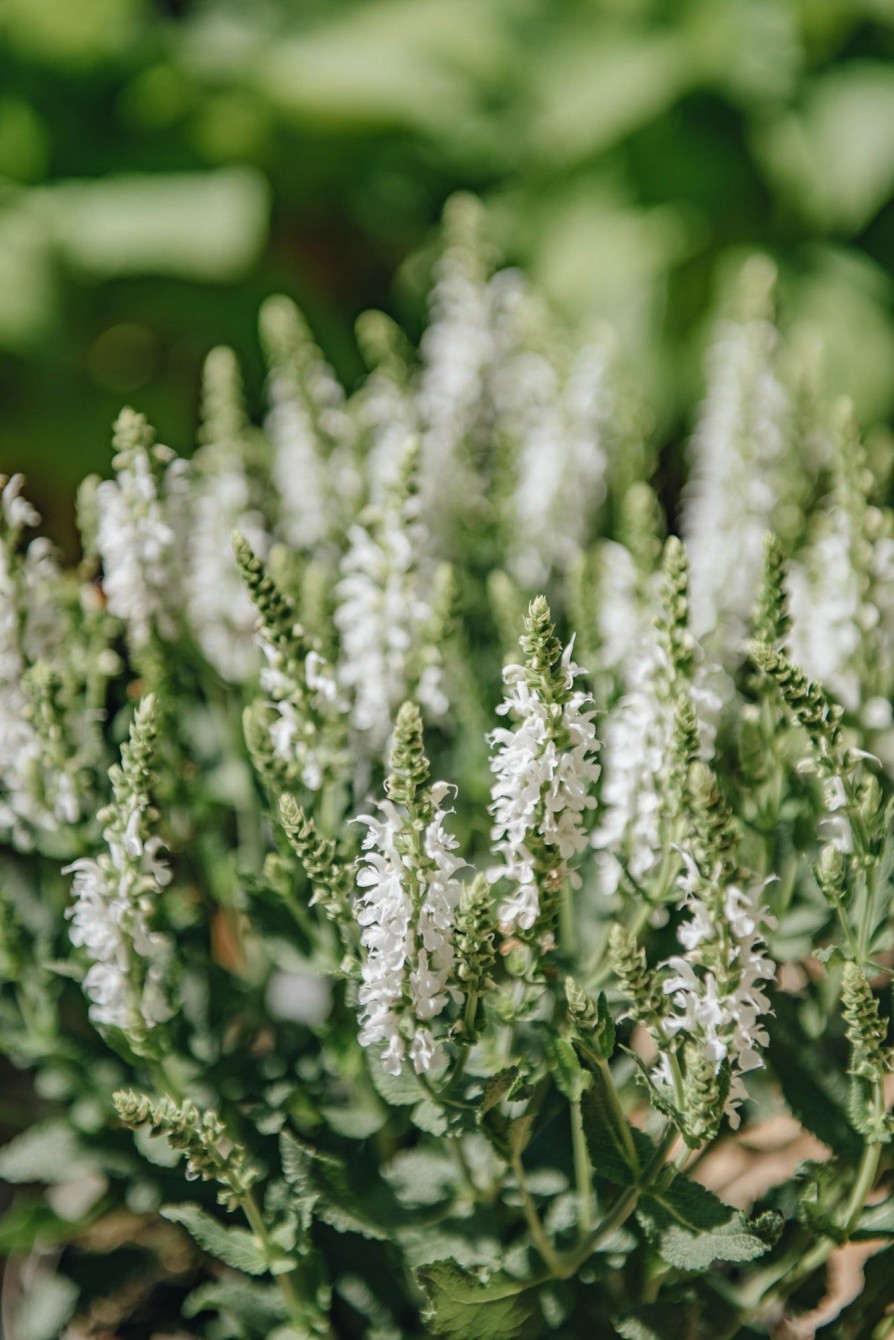 Plants Salvia Pollinator Garden | Salvia Lyrical White