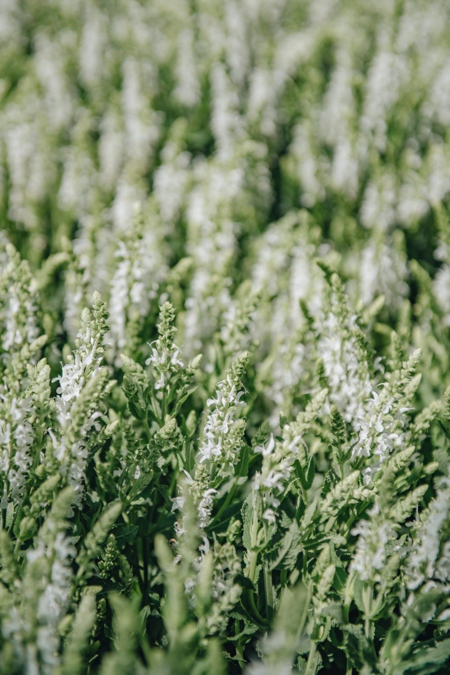 Plants Salvia Pollinator Garden | Salvia Lyrical White