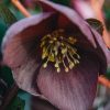 Plants Hellebore Cottage Garden | Helleborus Ice N Roses Nightingale