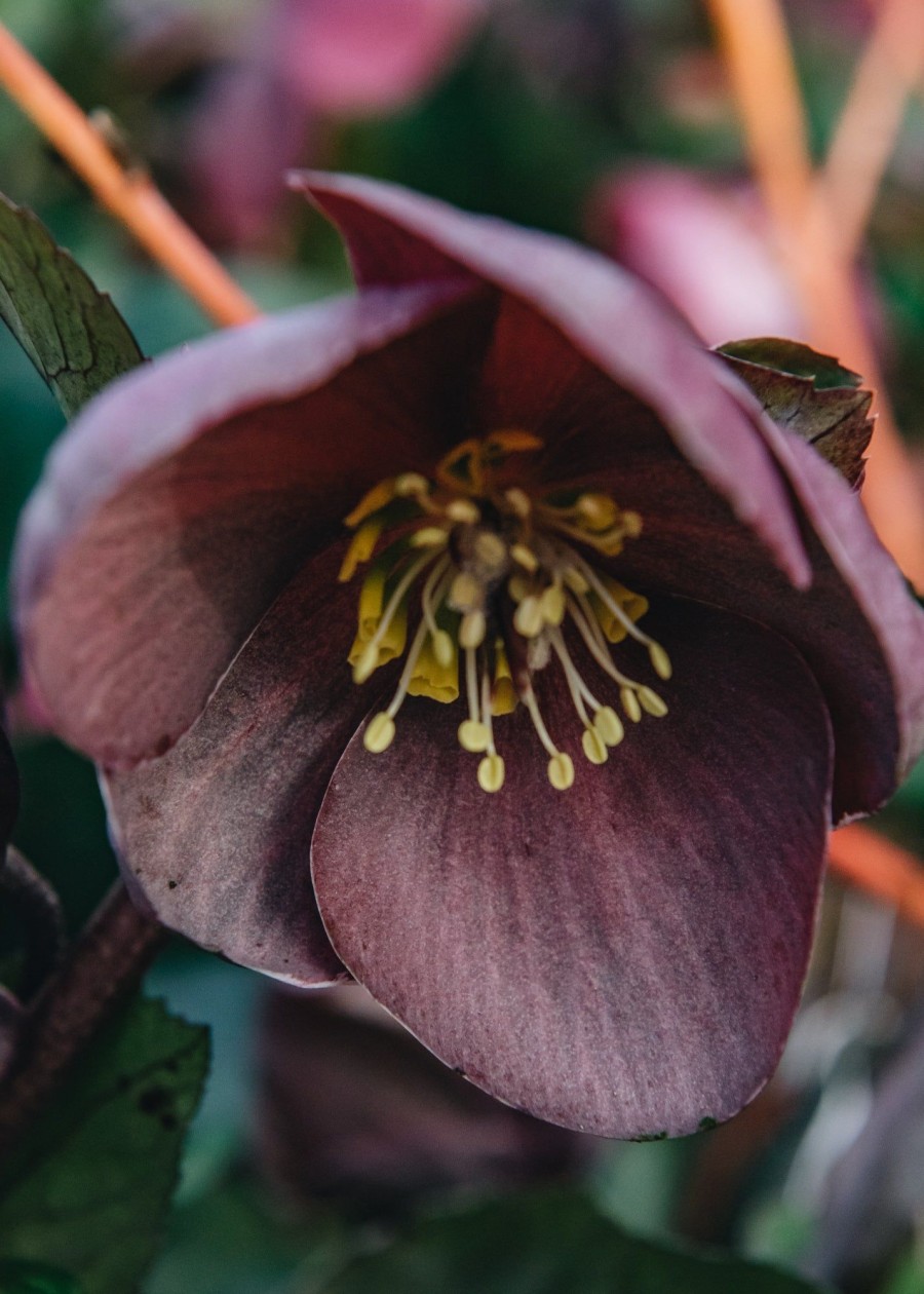 Plants Hellebore Cottage Garden | Helleborus Ice N Roses Nightingale