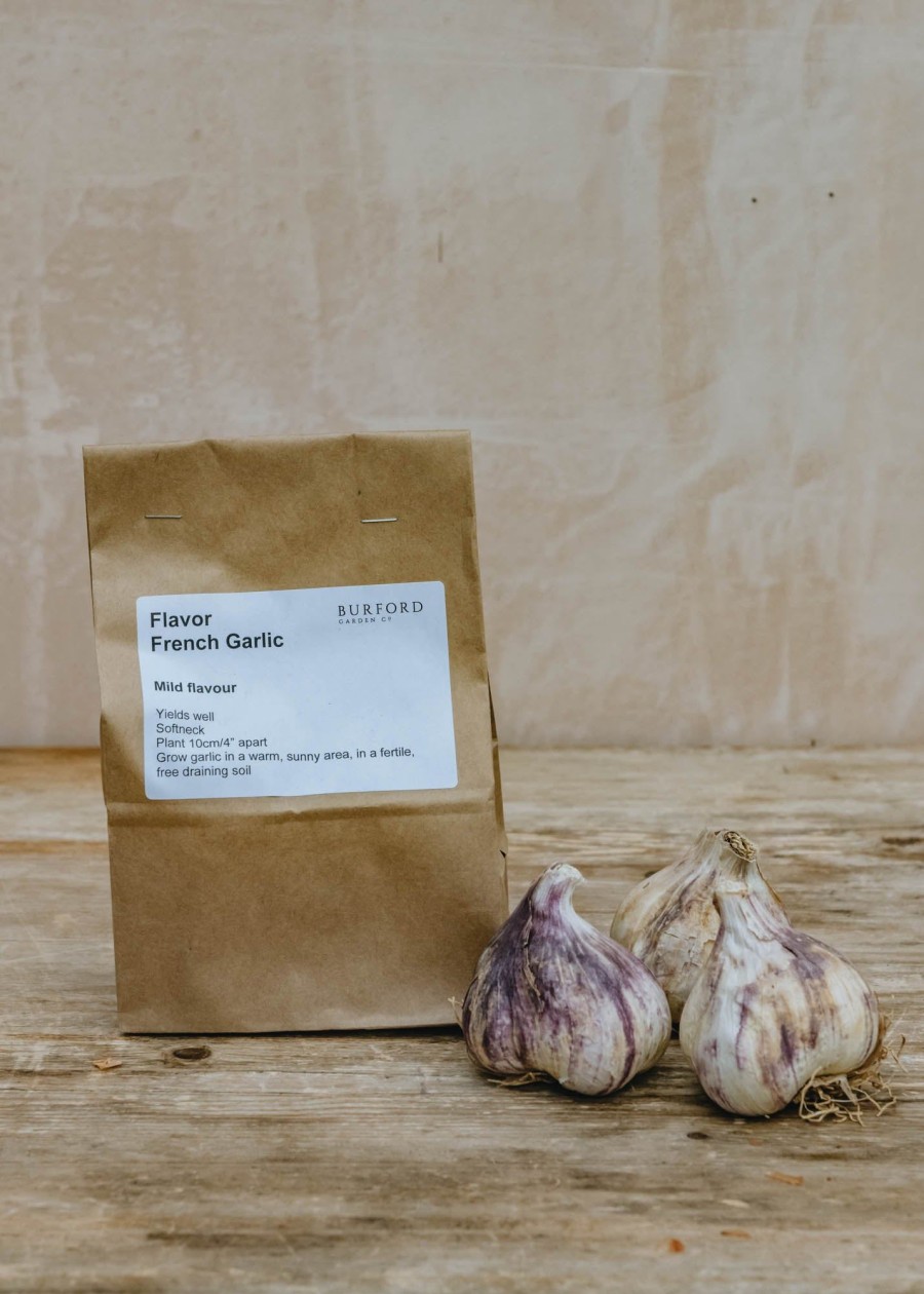 Plants Taylors Bulbs Onion, Shallot And Garlic Sets | French Garlic 'Flavor', Pack Of 4 Bulbs