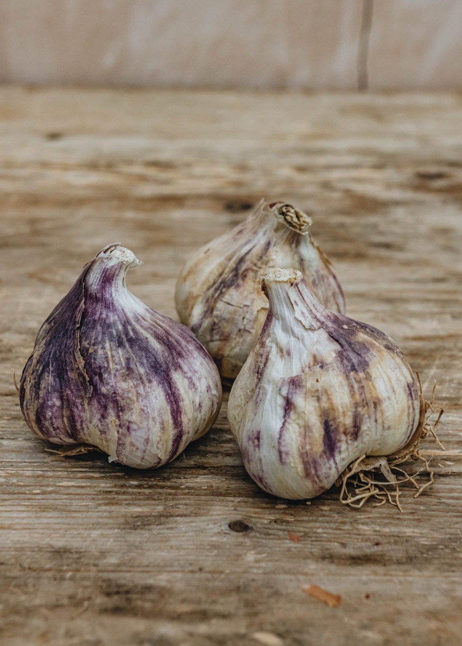 Plants Taylors Bulbs Onion, Shallot And Garlic Sets | French Garlic 'Flavor', Pack Of 4 Bulbs