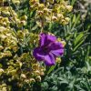 Plants Geranium Pollinator Garden | Geranium Tiny Monster