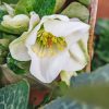 Plants Hellebore Cottage Garden | Helleborus Ericsmithii Molly'S White