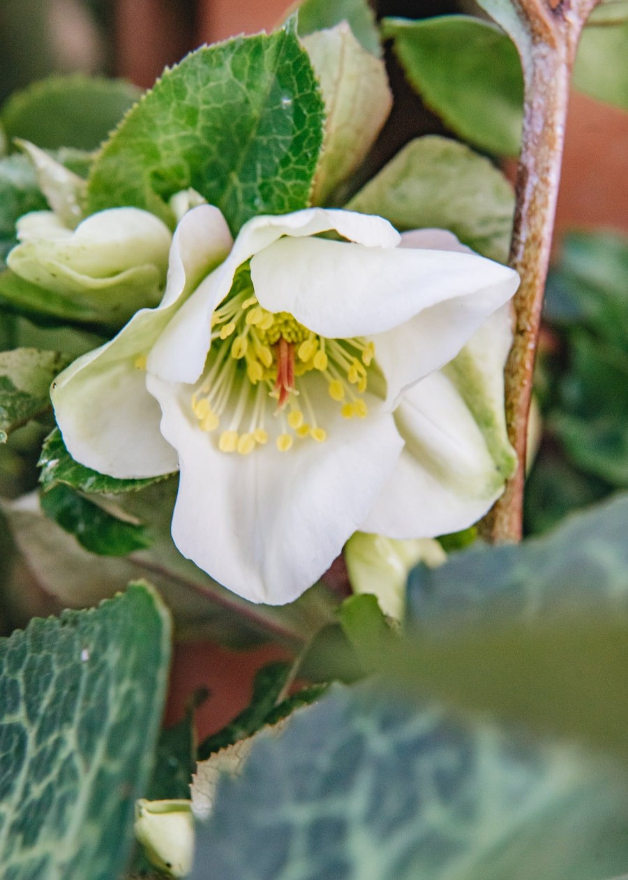 Plants Hellebore Cottage Garden | Helleborus Ericsmithii Molly'S White