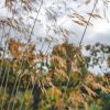 Plants Stipa Prairie Garden | Stipa Gigantea