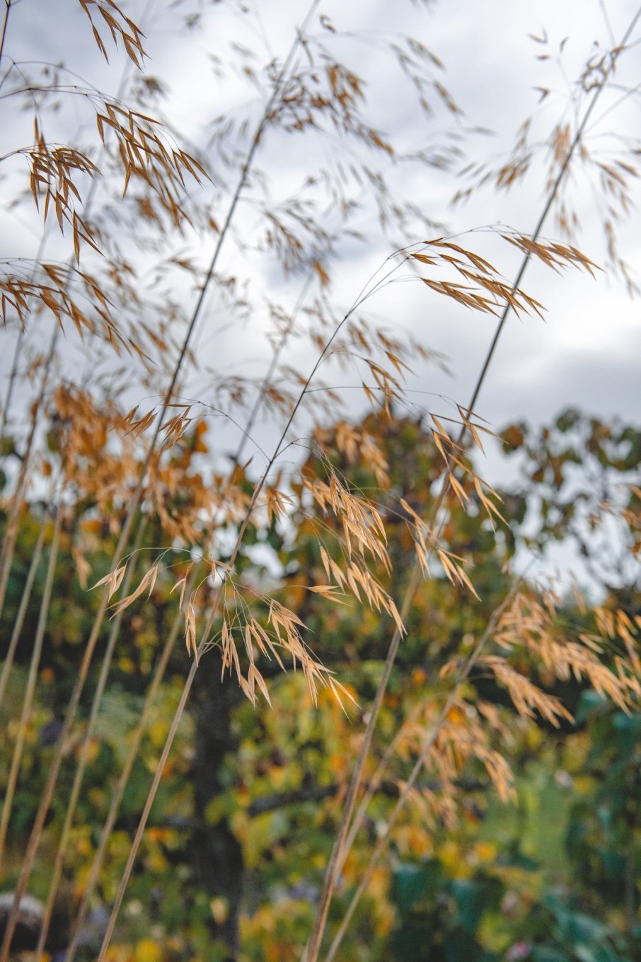 Plants Stipa Prairie Garden | Stipa Gigantea