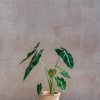 Interiors Houseplants Houseplants & Pots | Alocasia Micholitziana Frydek