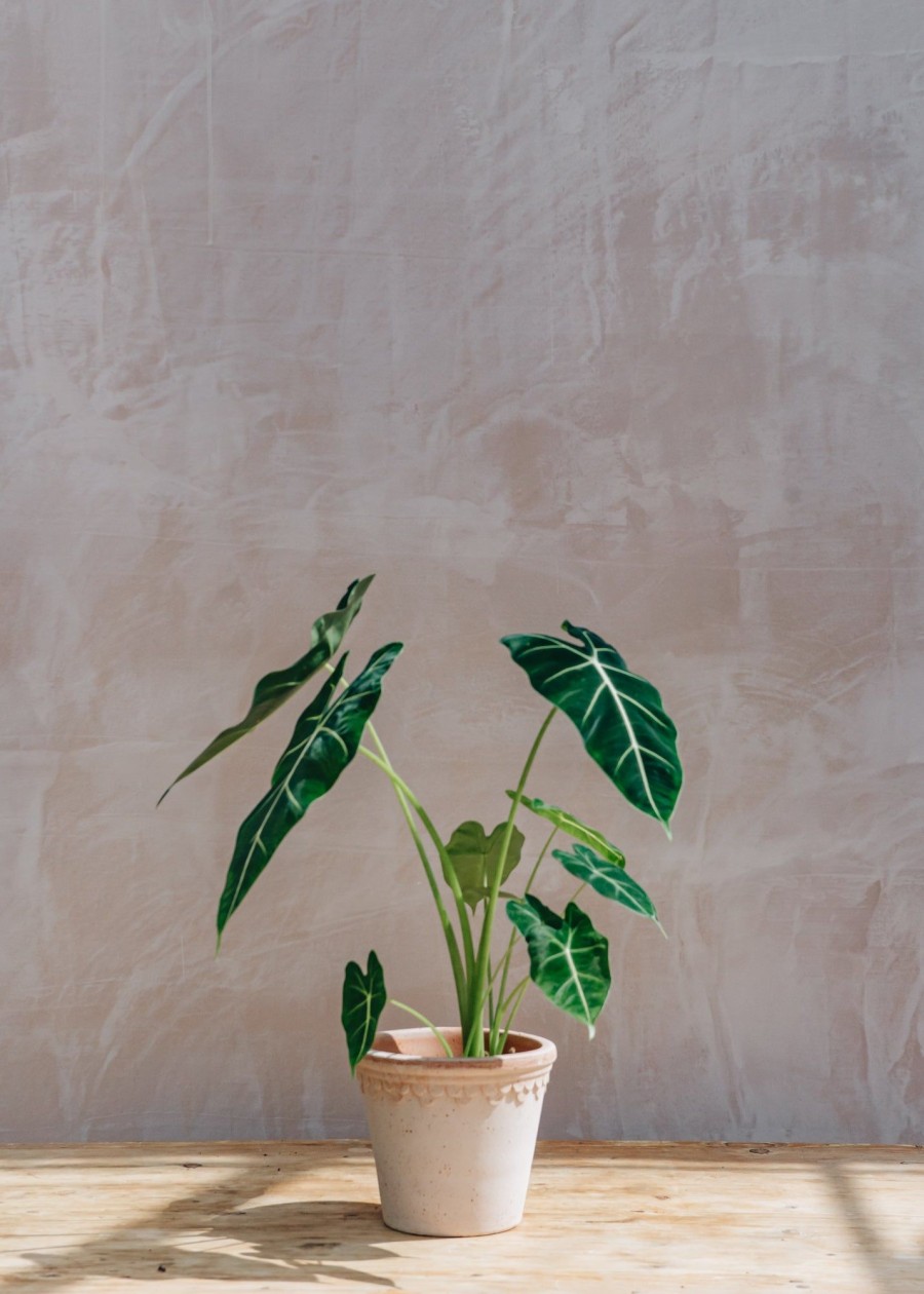 Interiors Houseplants Houseplants & Pots | Alocasia Micholitziana Frydek