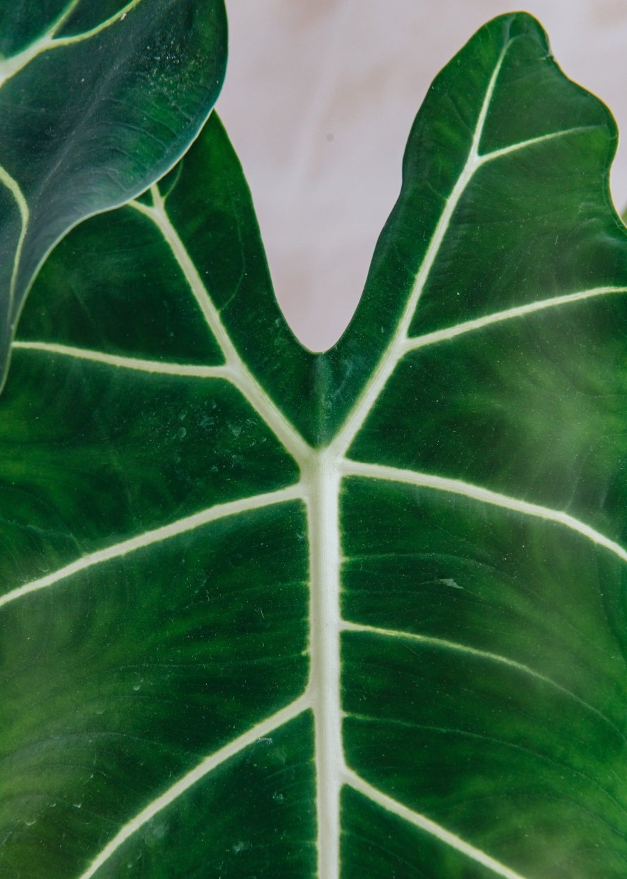 Interiors Houseplants Houseplants & Pots | Alocasia Micholitziana Frydek