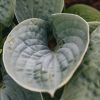 Plants Hosta Pollinator Garden | Hosta Big Daddy