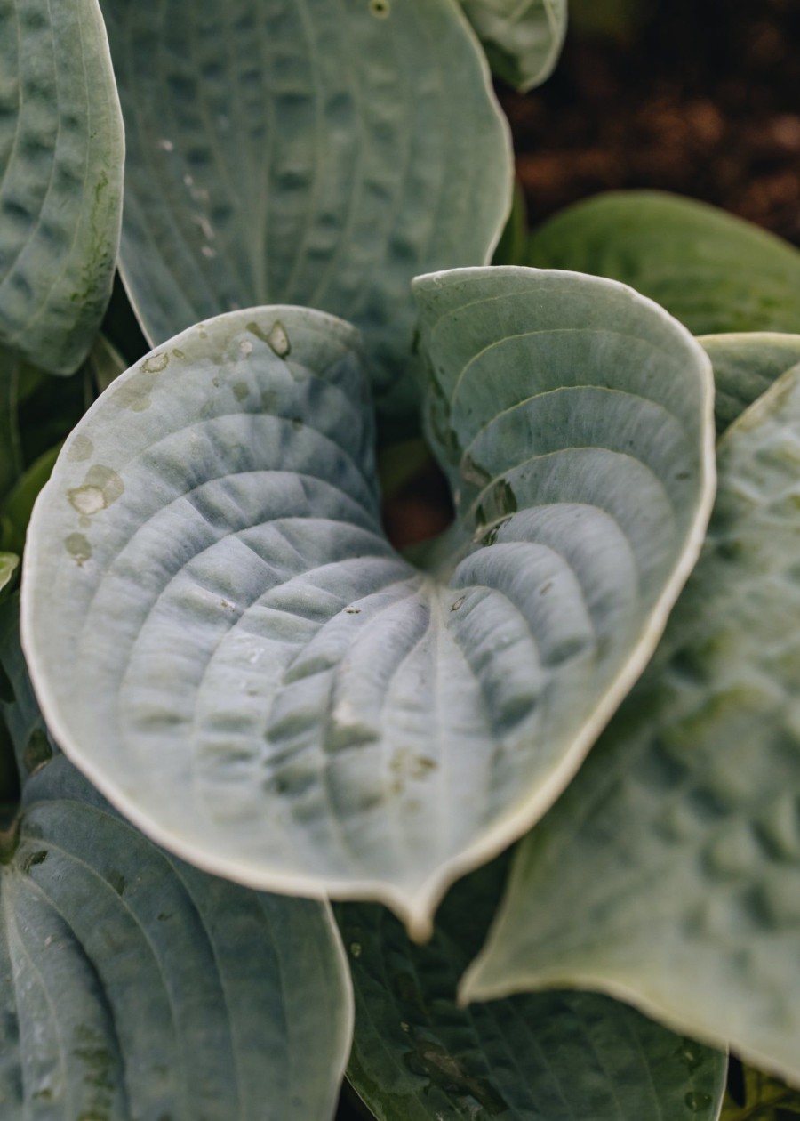 Plants Hosta Pollinator Garden | Hosta Big Daddy