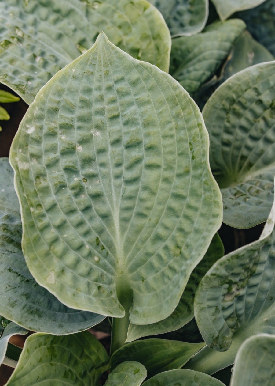 Plants Hosta Pollinator Garden | Hosta Big Daddy