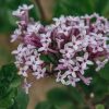 Plants Syringa Pollinator Garden | Syringa Meyeri 'Palibinia' Agm