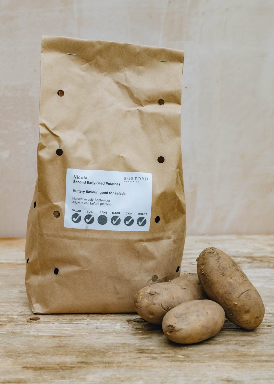 Plants Taylors Seed Potatoes | Potato 'Nicola'