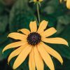 Plants Rudbeckia Pollinator Garden | Rudbeckia Goldsturm Agm