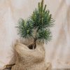 Plants Pinus Cottage Garden | Pinus Syl. Frensham