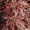 Plants Acer Trees & Shrubs | Acer Jerre Schwartz