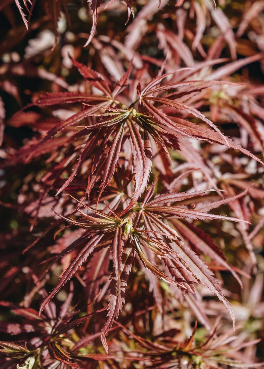 Plants Acer Trees & Shrubs | Acer Jerre Schwartz