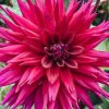 Plants Taylors Bulbs Dahlia Tubers | Dahlia 'Ambition' Tubers