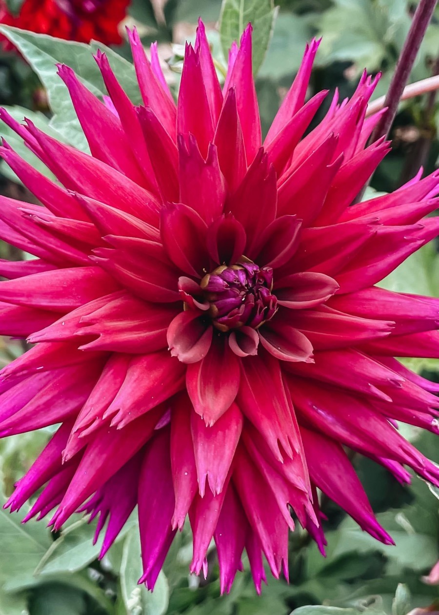 Plants Taylors Bulbs Dahlia Tubers | Dahlia 'Ambition' Tubers