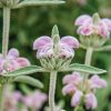 Plants Phlomis Pollinator Garden | Phlomis Italica