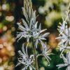 Plants Camassia Cottage Garden | Camassia Cusickii